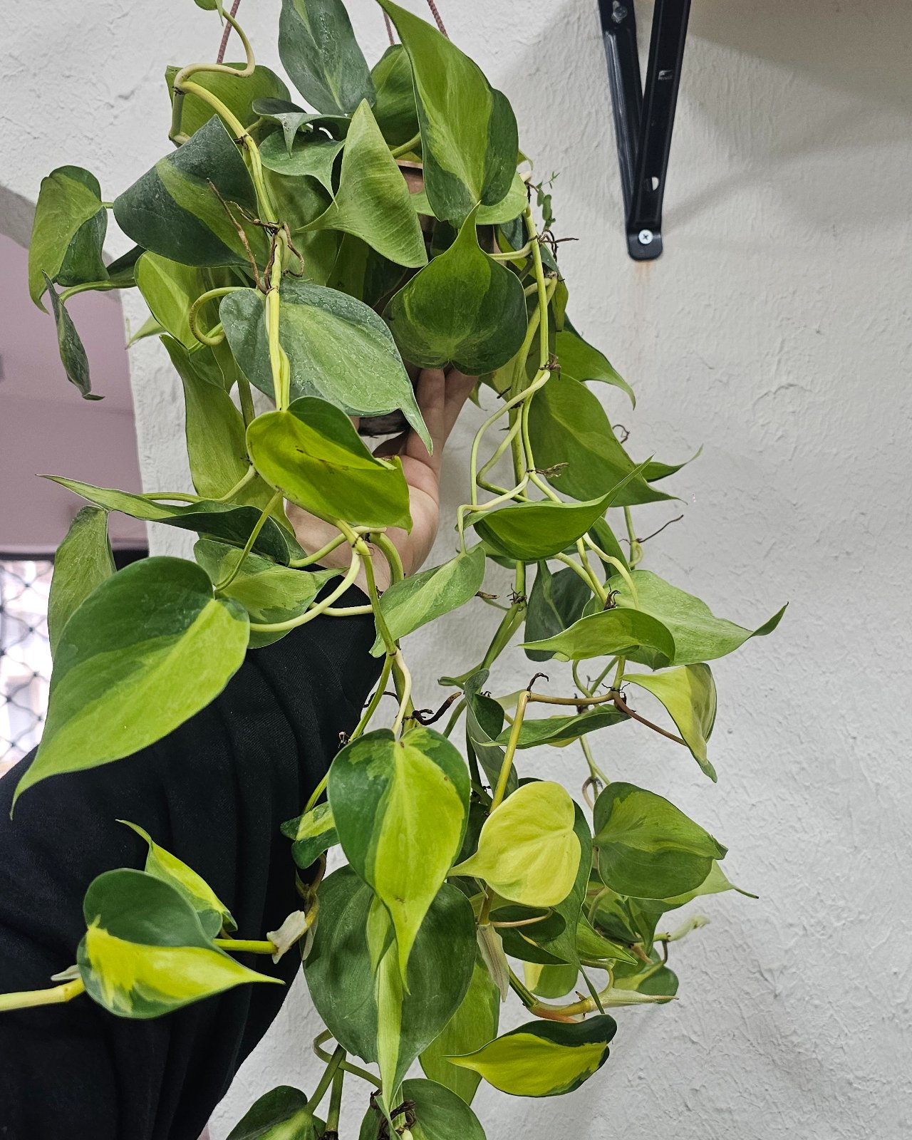 Cordatum Brasilero y Lemon XL - bowl 18