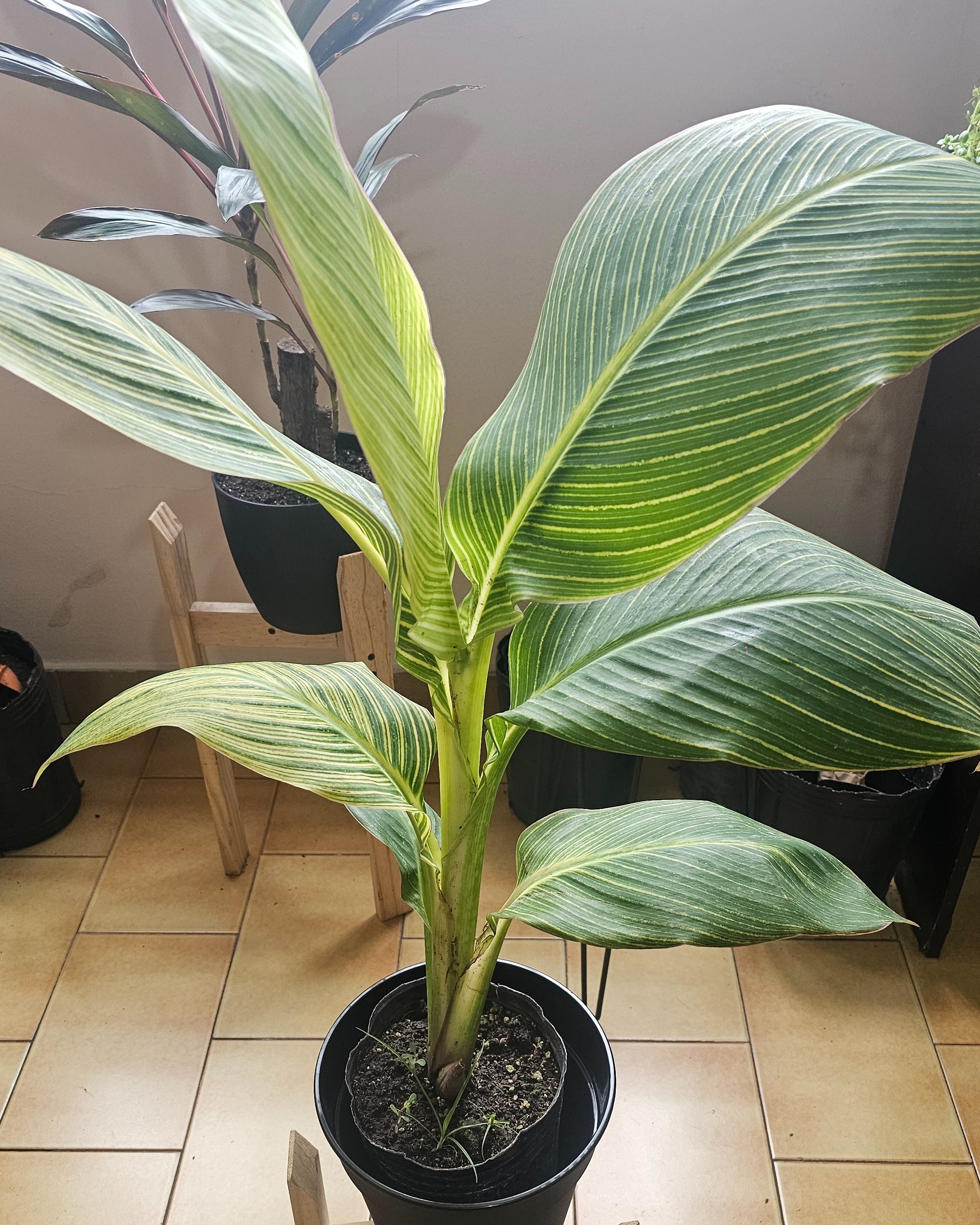 Achira Variegada