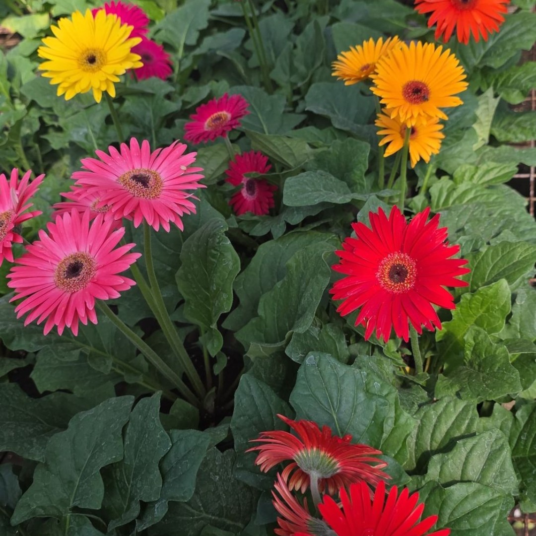 Gerberas m13
