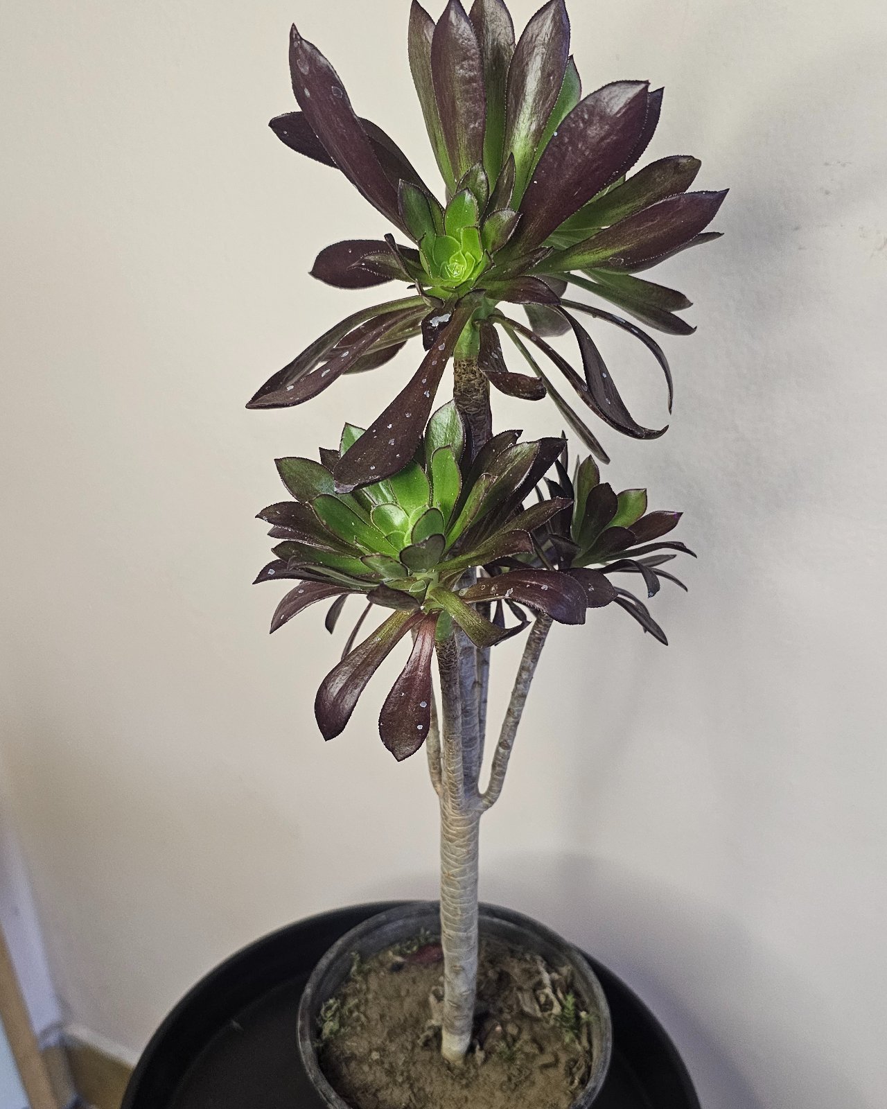 Aeonium oscuro (Rosa Negra) M13