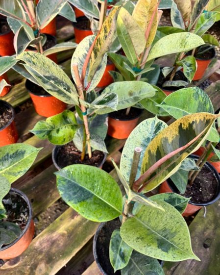 Gomero Shiveriana (ficus elastica hibrido variegado)