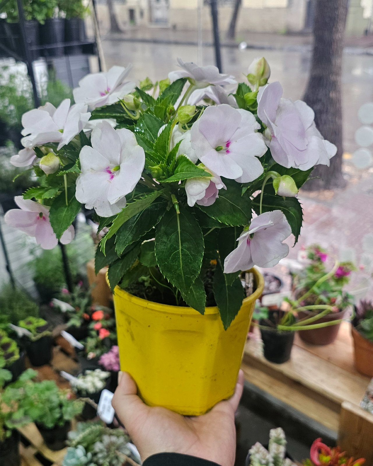 Impatiens m14