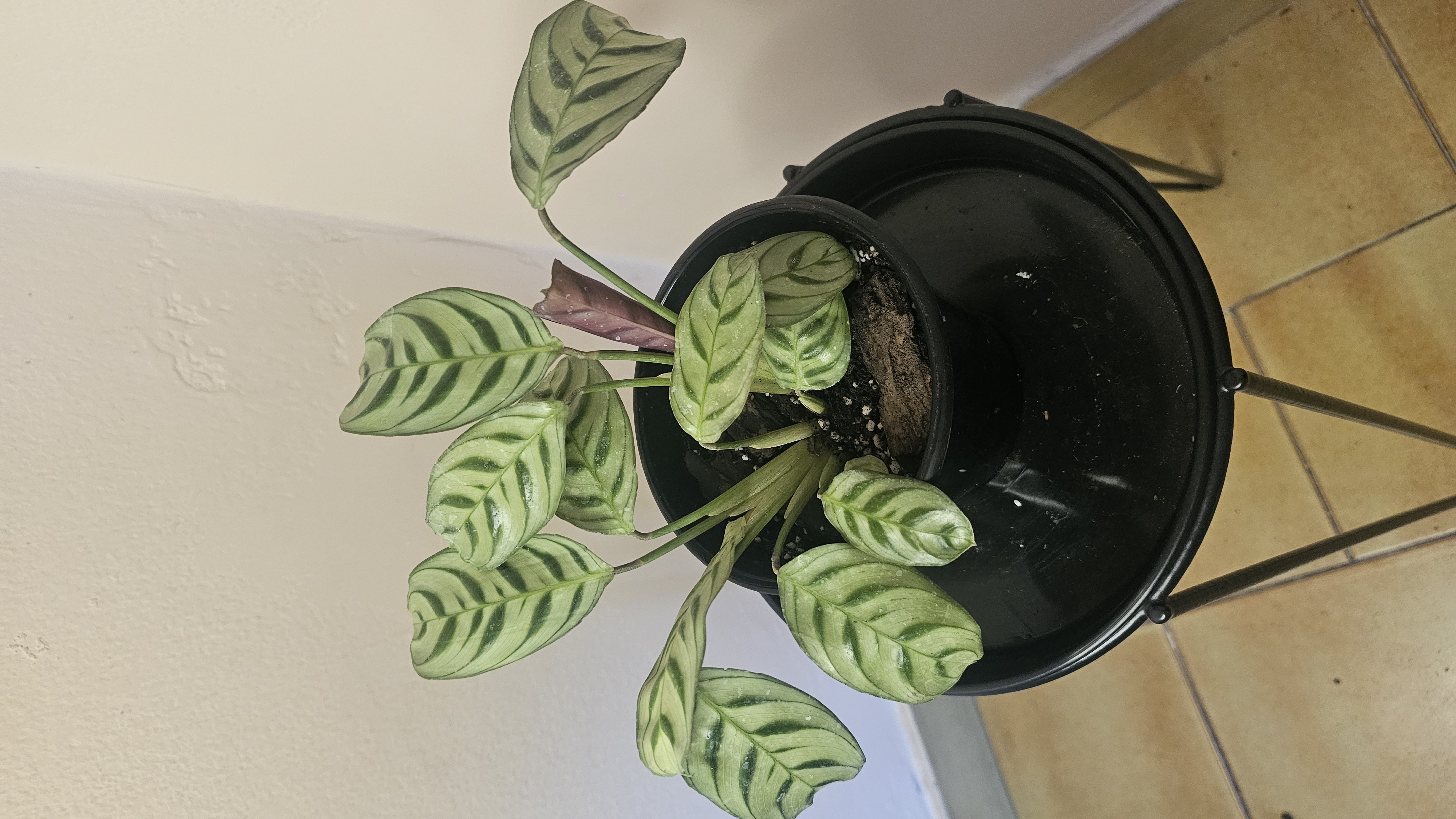 Calathea / Ctenanthe Burle Marxii m12