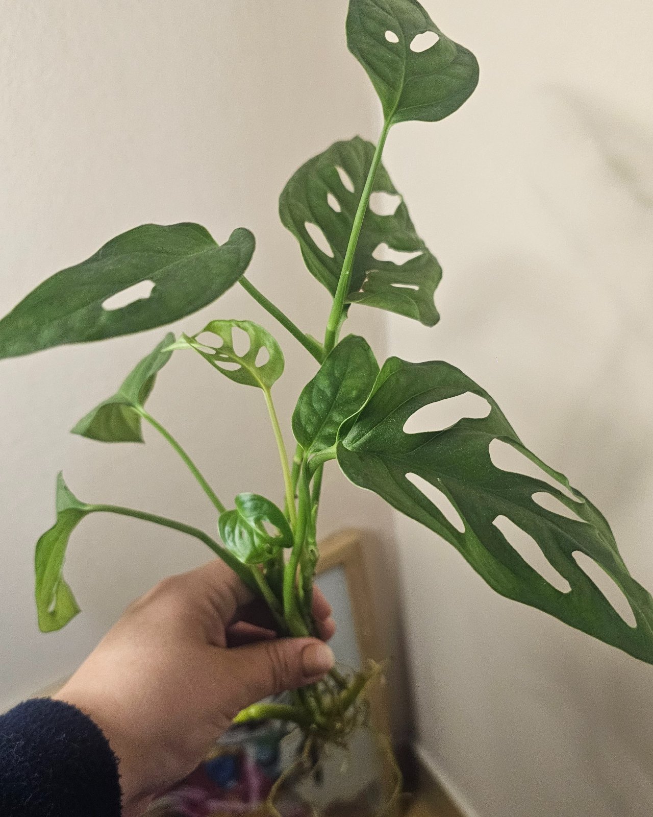 Monstera Adansonii ( esqueje agua )