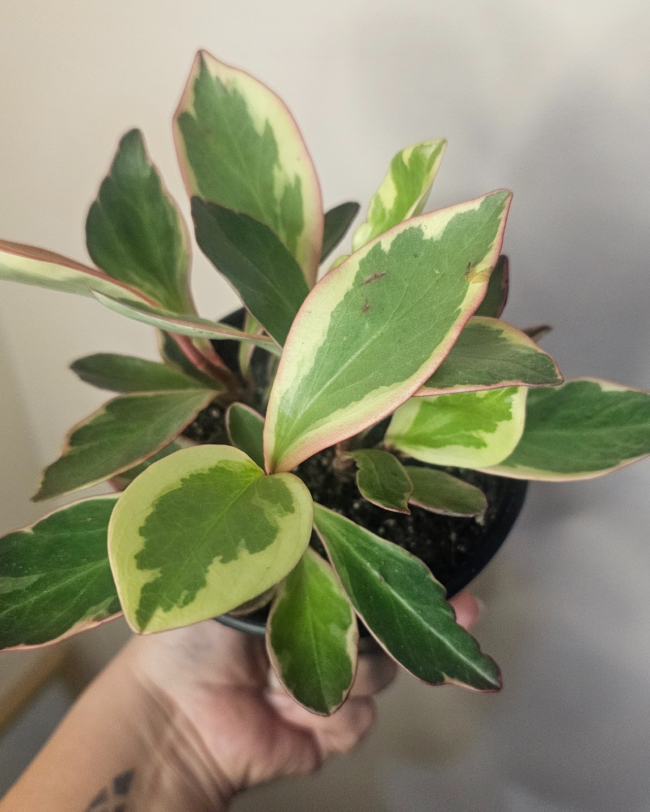 Peperomia Tricolor / Gelly