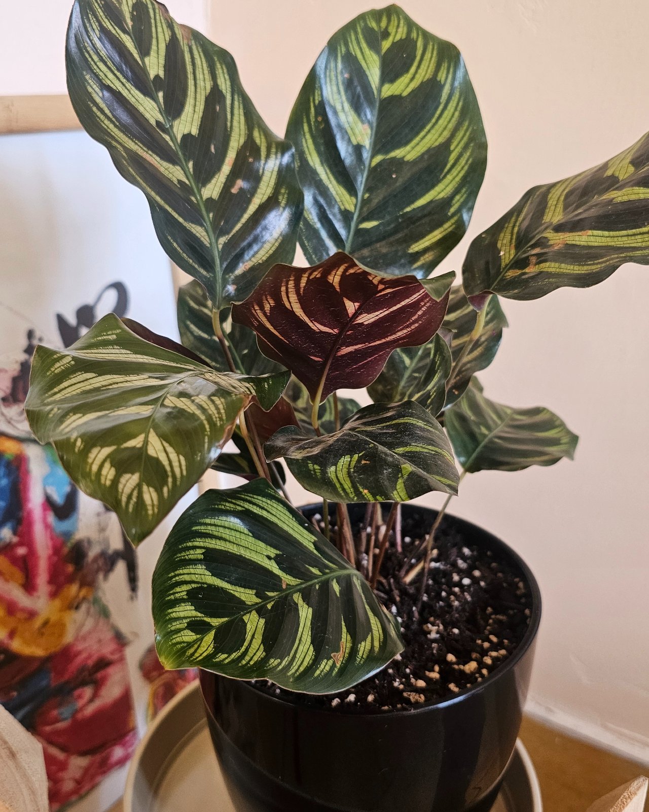 Calathea Makoyana C/ Maceta N18