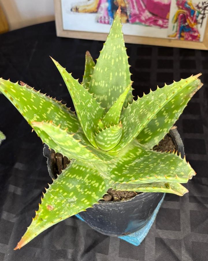 Aloe Vera M 3L