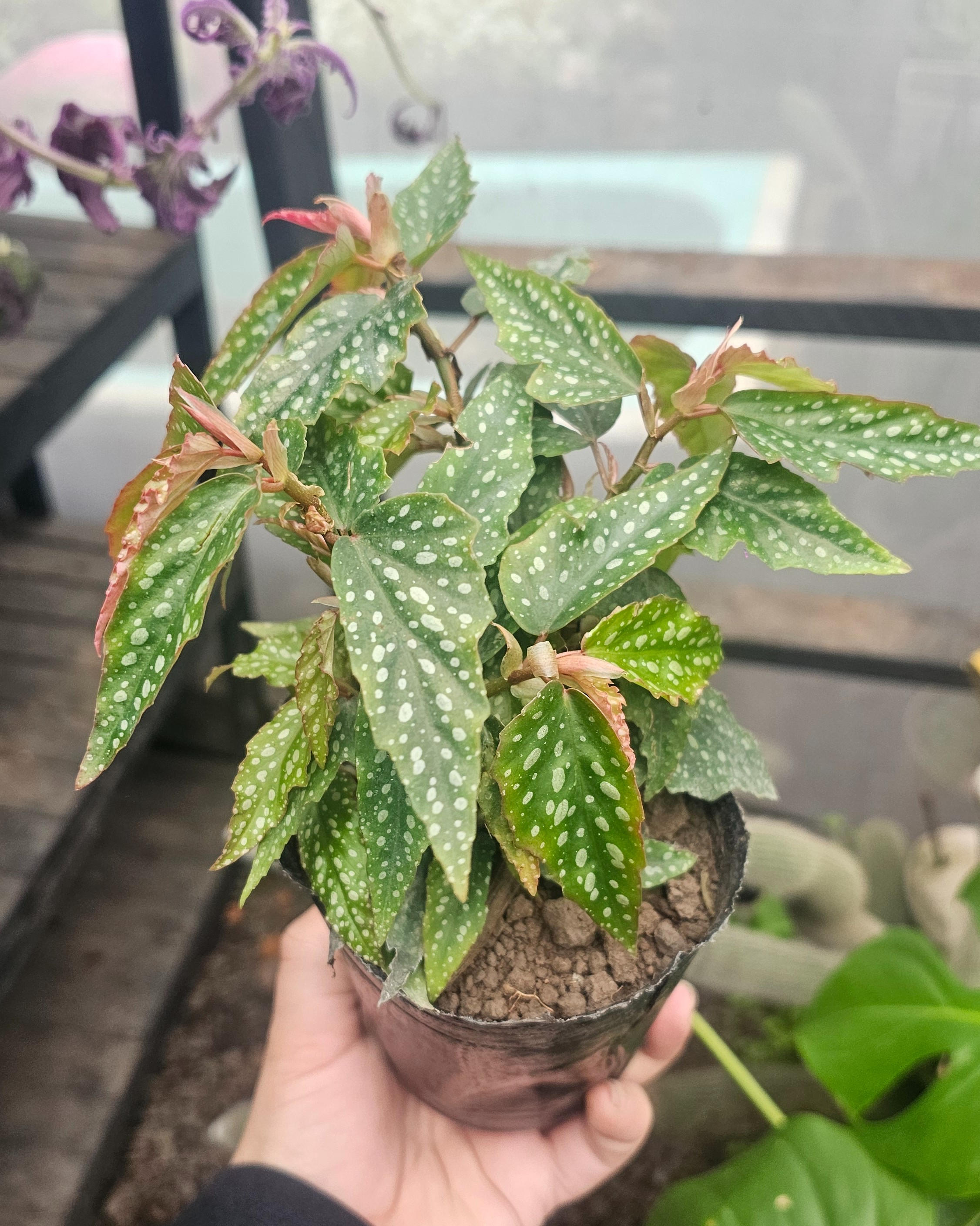 Begonia Maculata (Alas de Ángel) m12