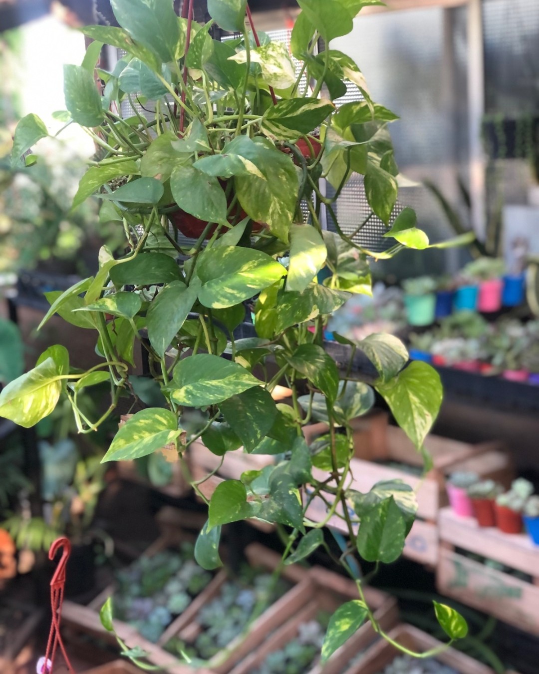 Potus (Epipremnum aureum) bowl 18
