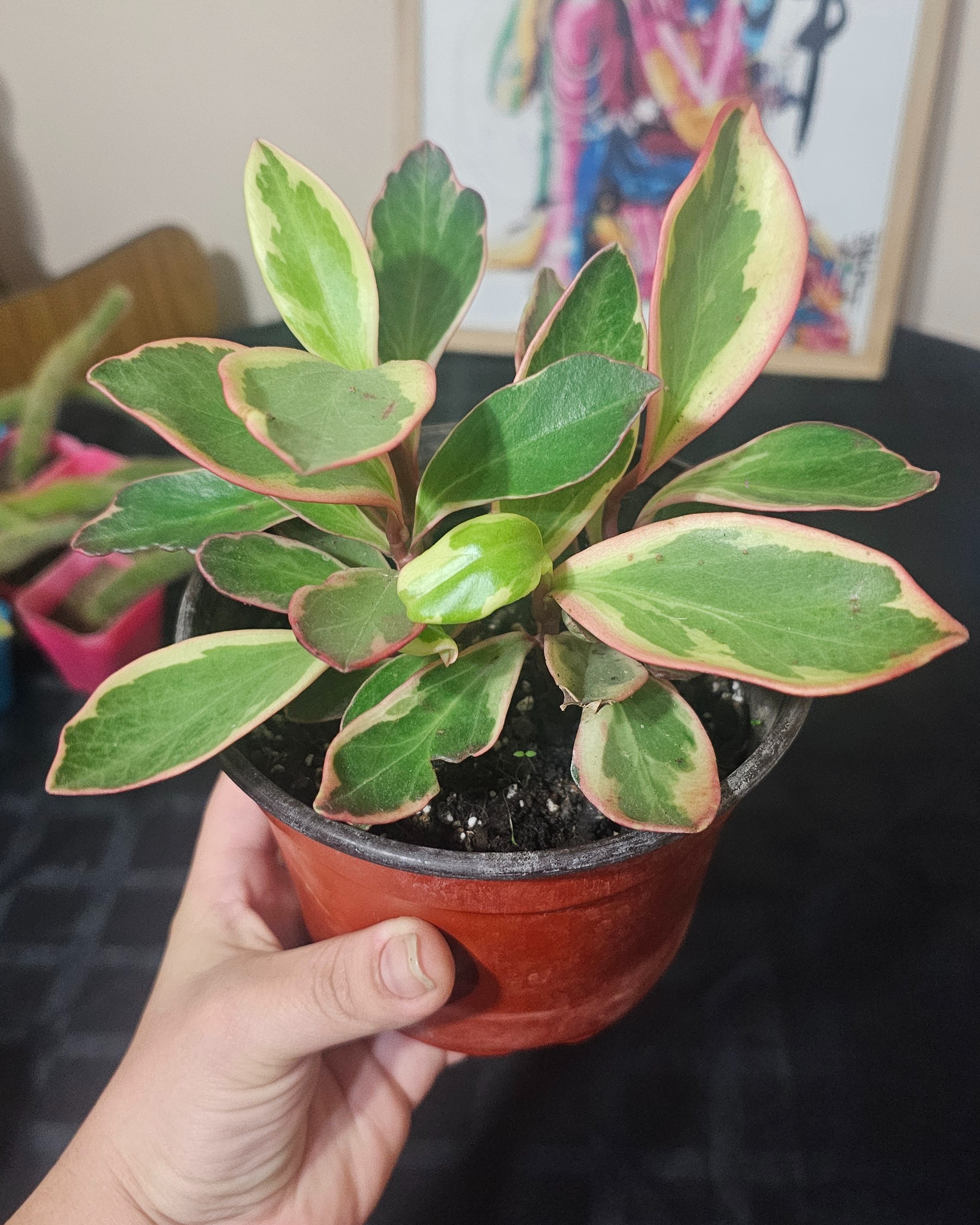 Peperomia Tricolor / Gelly