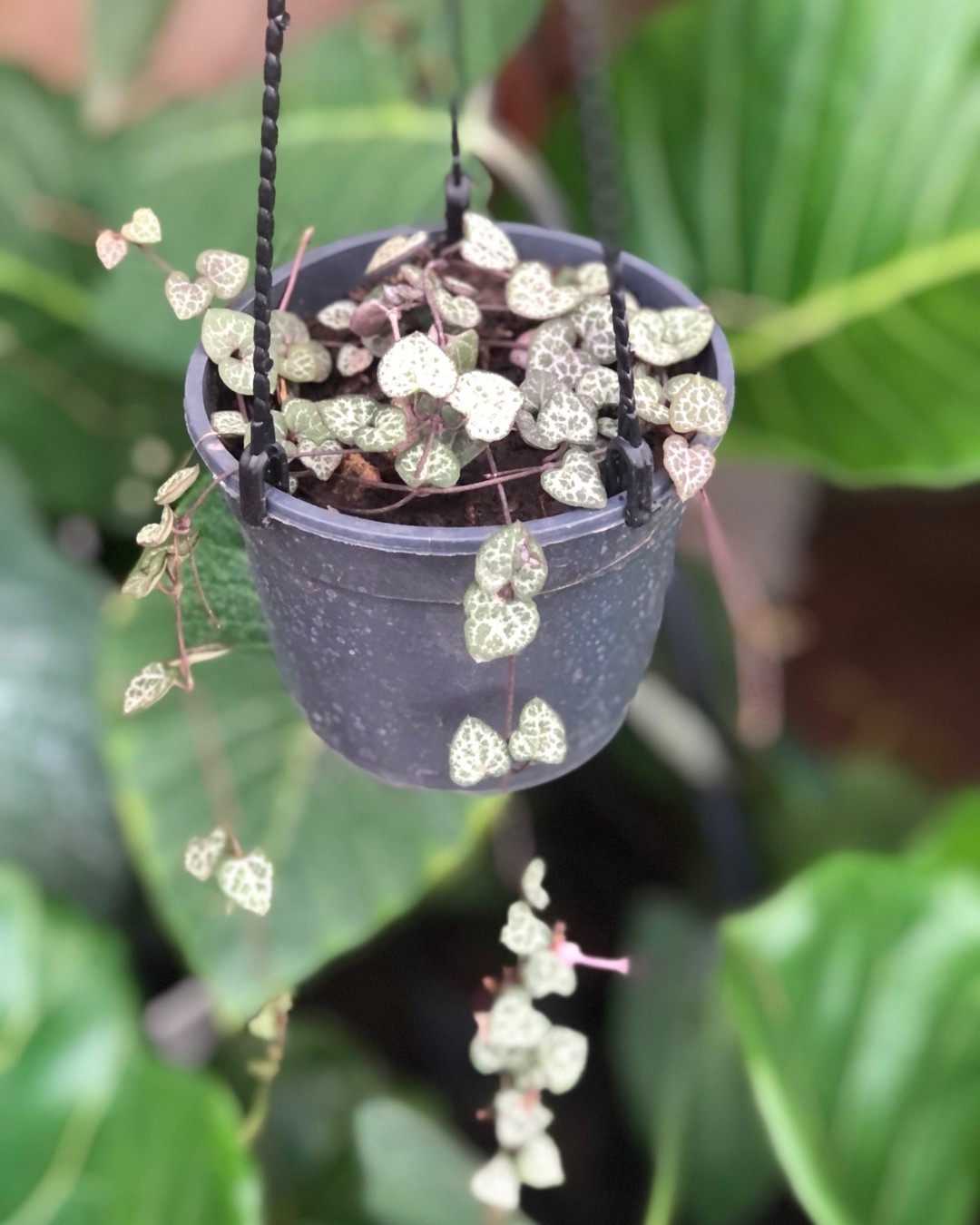 Ceropegia woodii M10