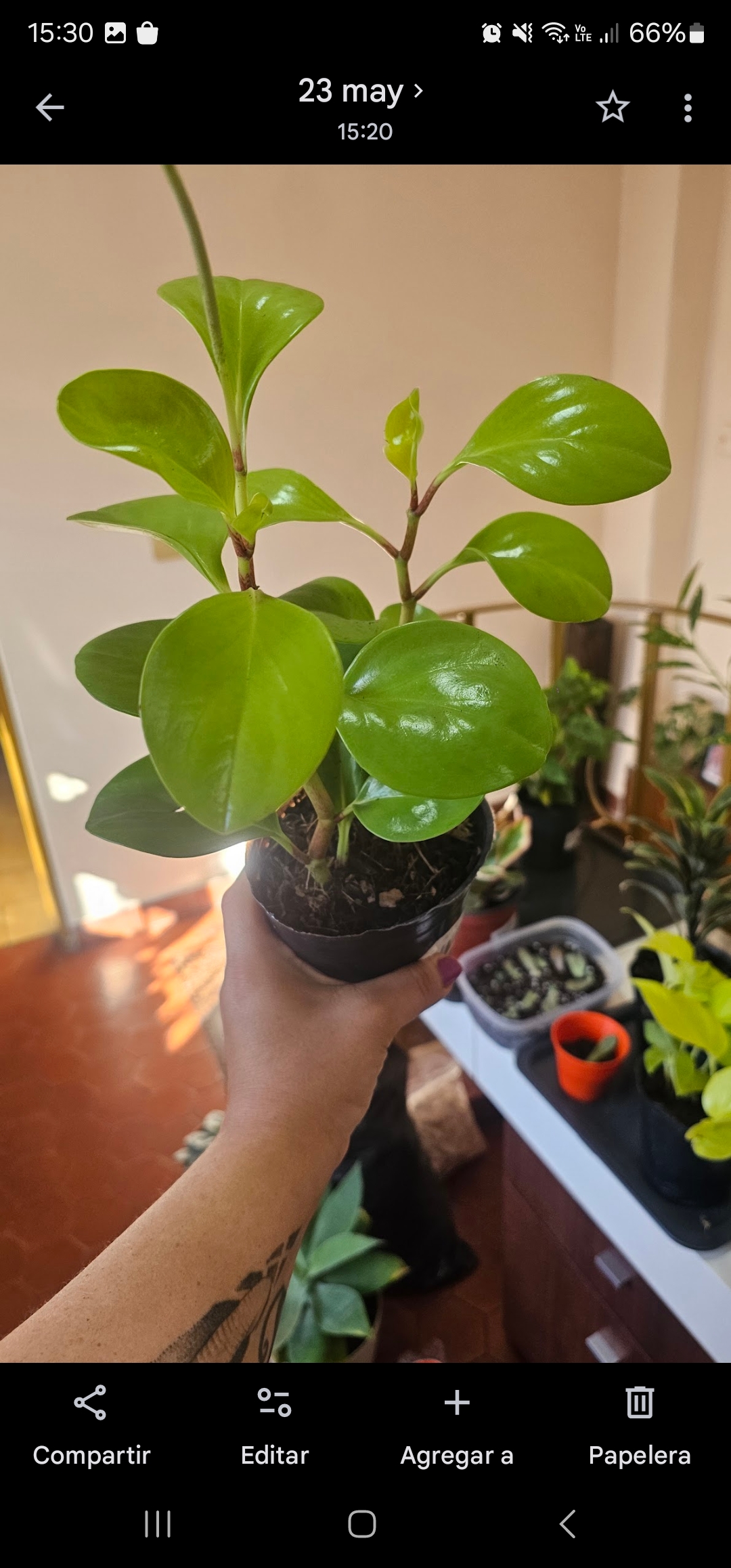 Peperomia Lemon XL c/ maceta plastica m12