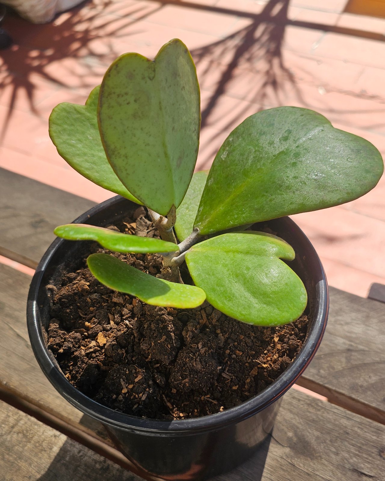 Hoya Kerrii ( Planta Corazon )