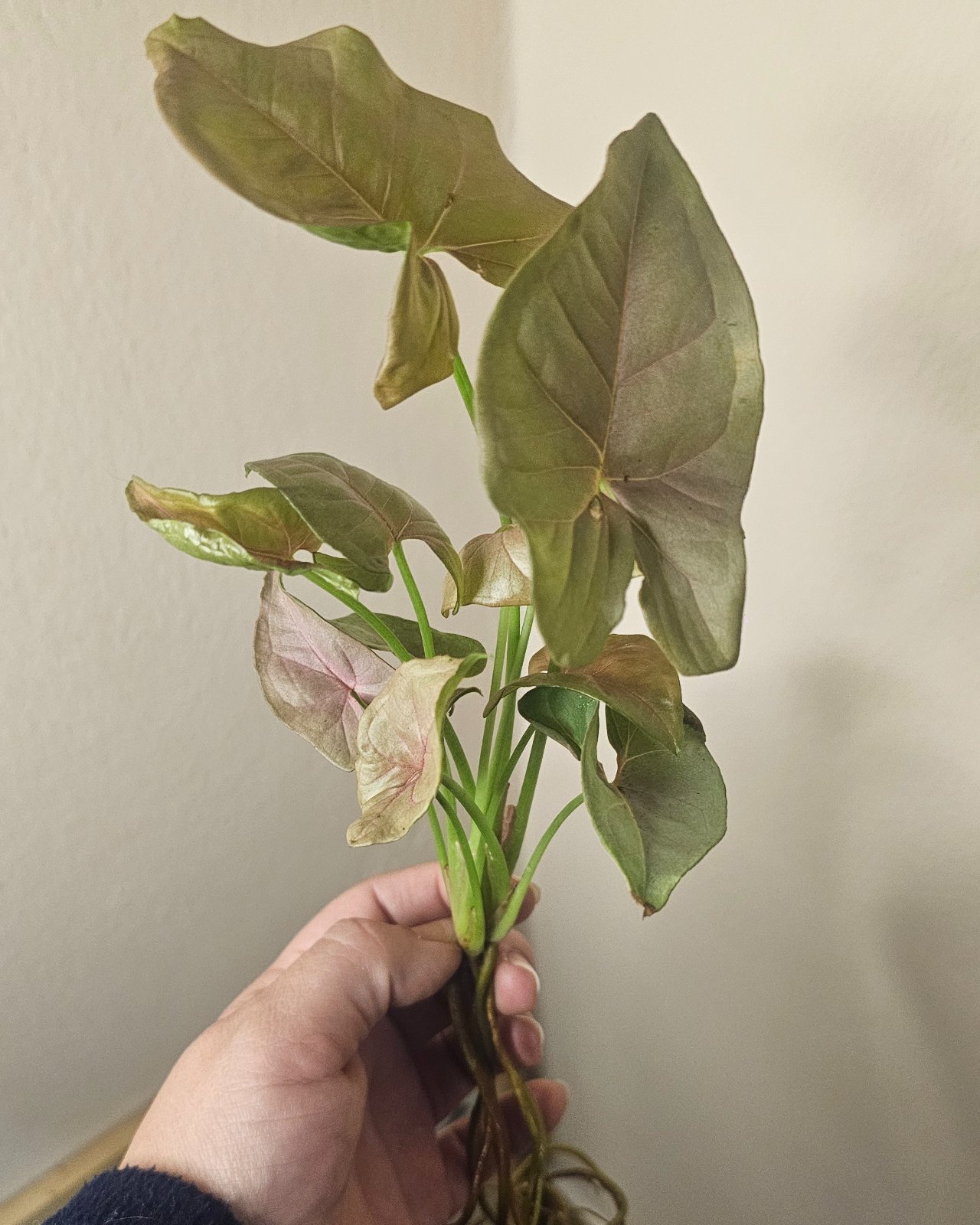 Syngonium pink ( esqueje agua )
