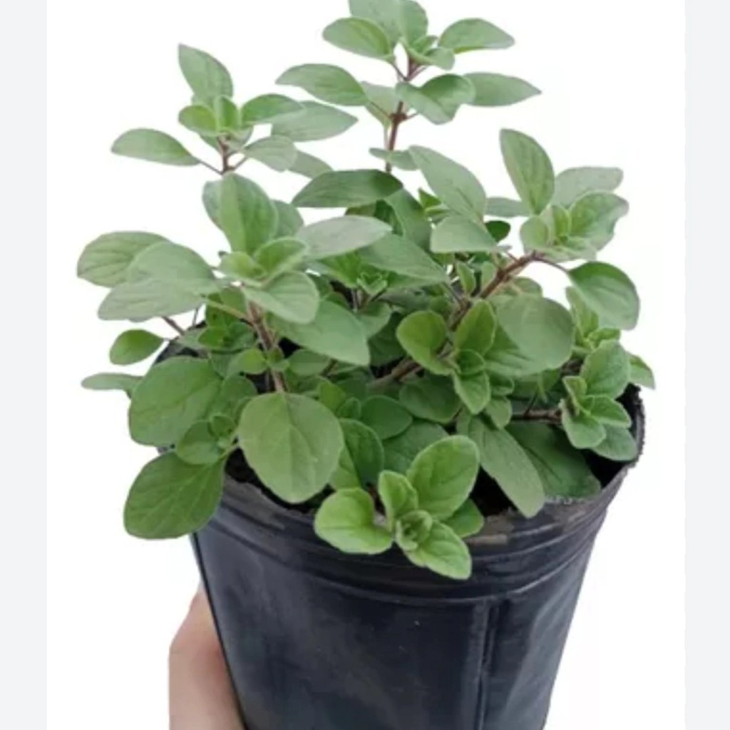 Oregano m12