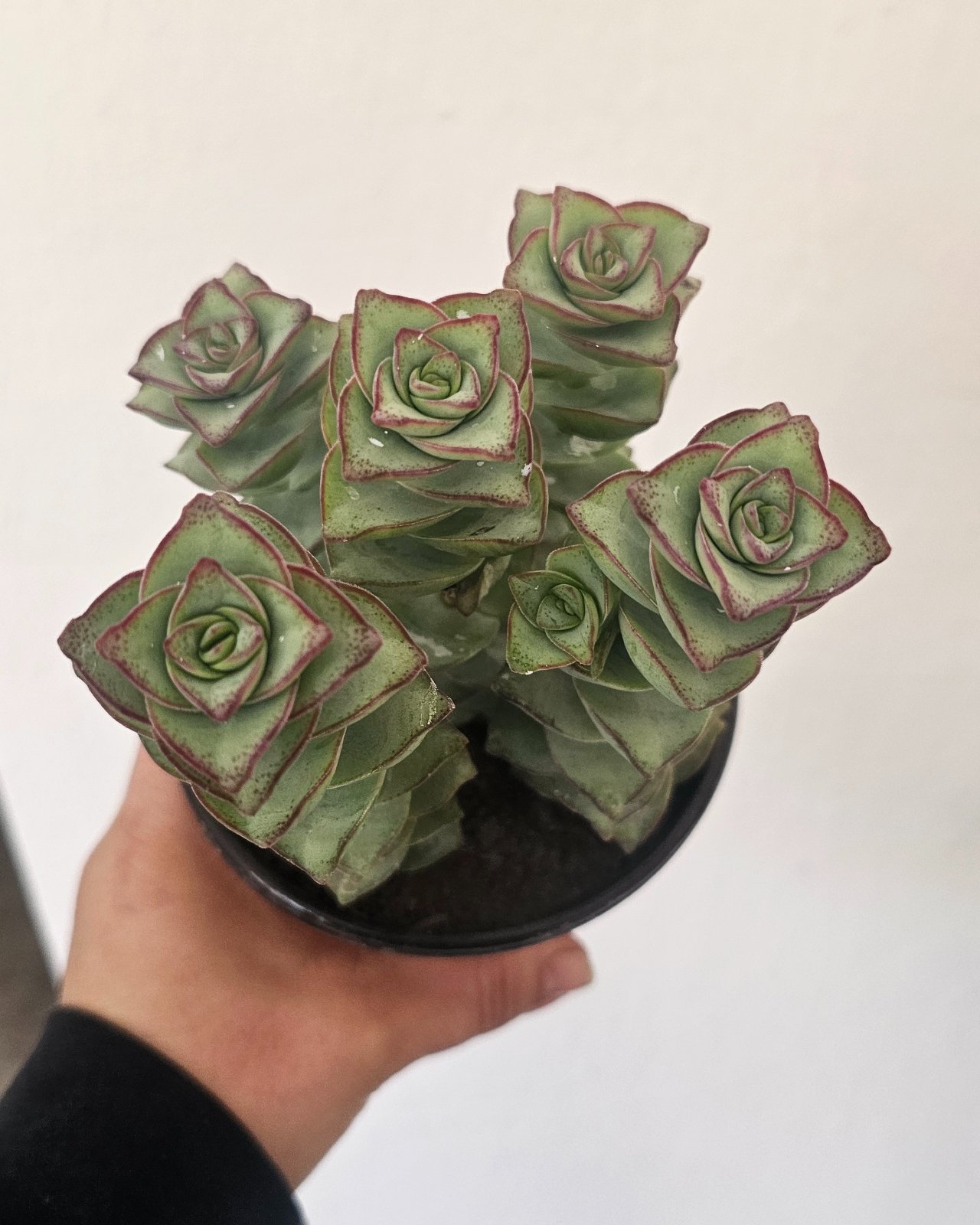 Crassula Perforata m12
